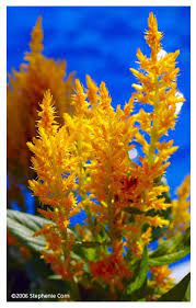 Yellow Astilbe By Stepheniekoerne Astilbe Yellow Green Thumb