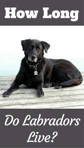 How Long Do Labs Live Average Labrador Lifespan The Oldest