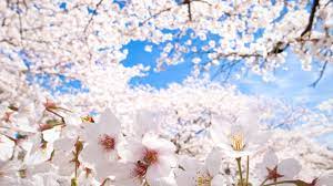 12 Anime Cherry Blossom Wallpaper Free Scenery Background Baka Wallpaper Full set beautiful vintage background and white cherry blossom flowers wedding invitation.