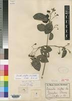 Image result for Hippocratea goetzei