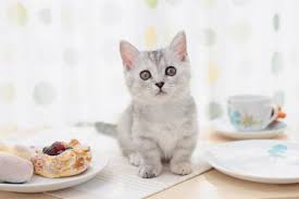 Literary cat names are usually based on authors, characters, or book titles. 75 Japanese Cat Names