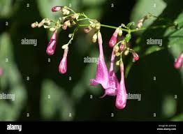 Image result for Strobilanthes hamiltoniana