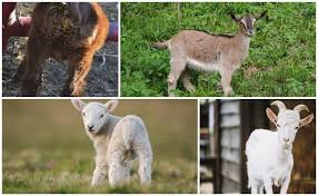 Bahkan sekilas warna branya bisa terlihat ketika ia mengangkat ketiaknya. Cirit Birit Pada Kanak Kanak Cara Merawat Di Rumah Ubat Ubatan Dan Ubat Ubatan Rakyat