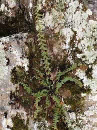 Image result for Asplenium elliottii