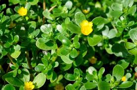 Image result for Portulaca oleracea