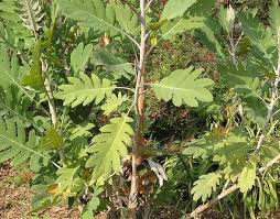 Image result for Bocconia