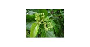 Image result for Premna serratifolia