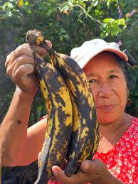 Cuidados Esenciales para Caladium: Abonos Caseros y Más