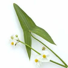 Image result for Limnophyton angolense