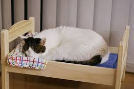 The lists of best products are updated regularly, so. Japanese Cat Owners Turn Ikea Doll Beds Into Adorable Cat Beds Ego Alterego