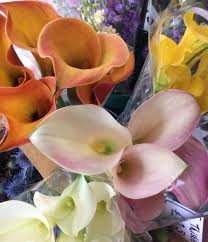 Fresh cut wholesale flowers imported from around the world, delivered to your premises in spalding. Flowers N Things Flowersnthings Twitter