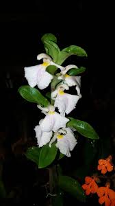 Image result for Brachycorythis