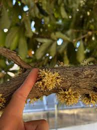 Image result for Synsepalum revolutum