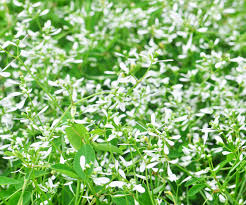 Image result for Euphorbia graminea