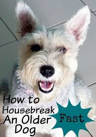 You Can Teach An Old Dog New Tricks Even If He S Never Been Potty Trained Check Out Tips On How To Ho Potty Training Puppy Puppy Training Training Your Puppy
