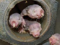 Naked Mole Rats Can Survive For 18 Minutes Without Oxygen The Independent The Independent