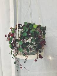 Trails 4 to 6 inches or more. Peperomia Prostrata Ruby Cascade Pretty Plants Peperomia Indoor Plants
