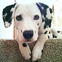 The dalmatian is a courageous dog that is loyal to their family. Dalmatian Rescue Adoptions