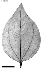 Image result for Strychnos gossweileri