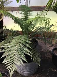 Image result for Dryopteris antarctica