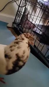 Hours may change under current circumstances Great Lakes Pigeon Rescue Home Facebook