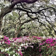 Azaleas Blooming In Forsyth Park Savannah Chat Visit Savannah Travel Savannah