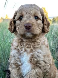 You have to be extra careful when looking for a breeder that an australian labradoodle litter would usually have an average of 8 puppies, so they are not really that rare. Pin On Labradoodles Of Montana