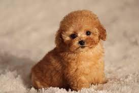 The Teacup Poodle Facts About This Miniature Breed Animal Corner