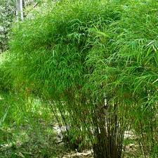 Himalayan Weeping Bamboo 22 95 At Howbert Mays Bamboo Plants Bamboo Plants