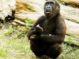 Que Comen Los Gorilas De Que Se Alimentan