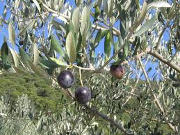 Fichier Olives1 Jpg Wikipedia