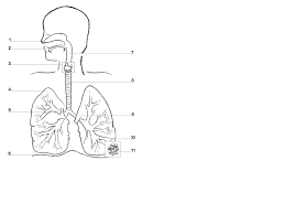 Webmd's lungs anatomy page provides a detailed image and definition of the lungs. The Respiratory System Labeling Sheet Diagram Quizlet