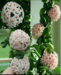 Curtisii hoya size & growth. Mr Seeds Hoya Seeds Potted Seed Hoya Carnosa Flower Seed Garden Plants Perennial Planting 100 Seeds Indoor Plants Buy Online In Tanzania At Tanzania Desertcart Com Productid 71130143