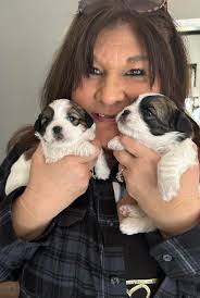 These are my little angels and my heart of gold their names are peeka,  princess,berryman, & shadow