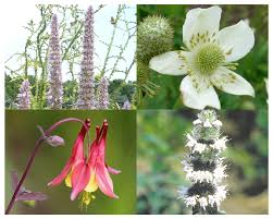 Image result for lobelia combine composition