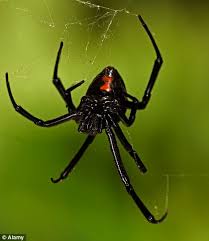 The garden spider argiope aurantia is one of the most common black and yellow spiders in oklahoma. Oklahoma Gripped By Plague Of Black Widow Spiders As Numbers Of Reported Bites Double Since Last Year Daily Mail Online