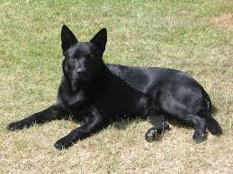 Black Australian Kelpie Dog Photo Australian Kelpie Dog Australian Kelpie Dog Breeds