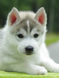 Puppy Old Mobile Cell Phone Smartphone Wallpapers Hd Desktop Backgrounds 240x320 Downloads Images And Pictures Make your phone look adorable by choosing one of these cute puppy wallpapers. puppy old mobile cell phone