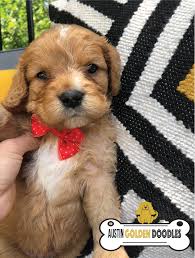 Maybe you would like to learn more about one of these? About Our Golden Cavapoos Austin Golden Doodles