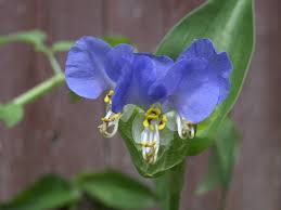 Image result for Commelina petersii
