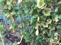 Image result for Lagenaria rufa