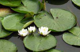 Bunga teratai adalah tumbuhan akuatik yang indah yang melambangkan keindahan dan kesucian. Teratai Wikipedia Bahasa Indonesia Ensiklopedia Bebas