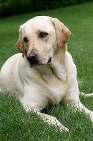Labrador Retriever Chien Labrador Chien Retriever Peintures De Chien