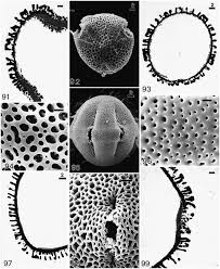 Image result for Necepsia castaneifolia