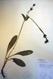 Image result for Swertia kilimandscharica