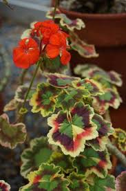 Pin On Flowers