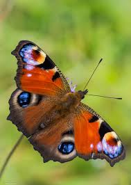 Peacock Aglais Io Butterfly Species Butterfly Pictures Beautiful Butterflies