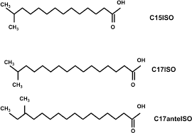 Image result for Monotes elegans