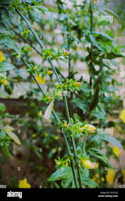 Image result for Gelsemiaceae