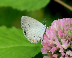 Image result for Cyanotis sp. aff. C. lapidosa